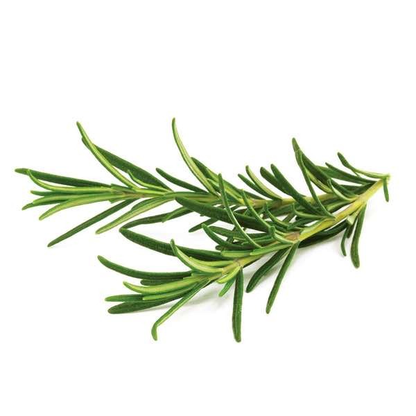 Buy Rosemary, Kenya - 20gm Online @ AED 5.70 from Bayzon