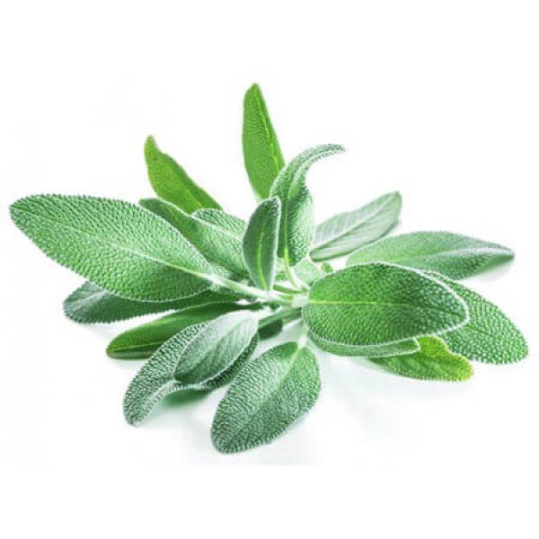 Buy Fresh Sage, Kenya 30gm Online AED4.5 from Bayzon