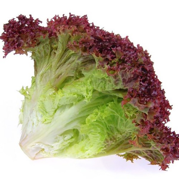 Buy Red Lettuce, Holland Per Kg Online AED 24.00 from Bayzon